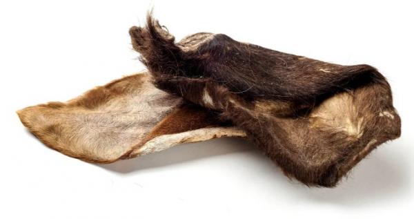 Büffel-Ohr mit Fell